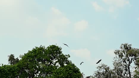 una colonia de estos murciélagos vistos volando hacia la derecha sobre los árboles durante la tarde mientras salen a cazar durante la noche, zorro volador de lyle, pteropus lylei, wat nong, sida, saraburi, tailandia
