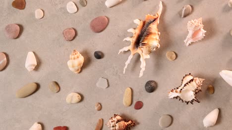 seashells and sea pebbles on golden sand