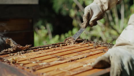 In-the-business-of-making-honey