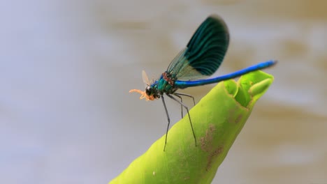 a beautiful blue dragonfly feeds on prey