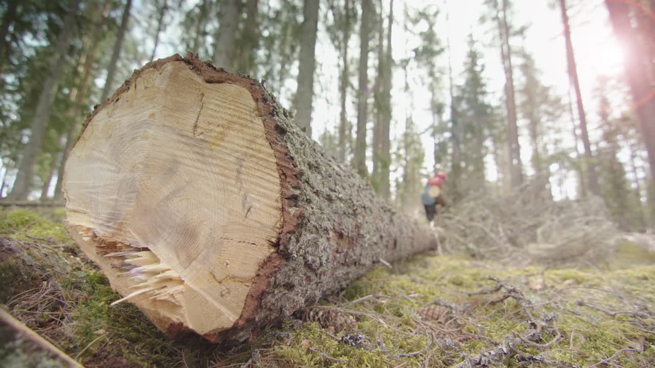 클로즈업, 렌즈 플레어 - 쓰러진 줄기는 이끼 낀 숲 바닥에 놓여 있다