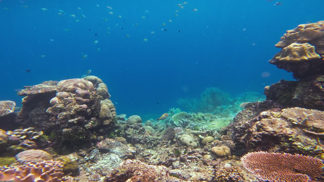 una fotografía estática de un vibrante arrecife de coral lleno de vida marina en las aguas cristalinas de koh tao, tailandia