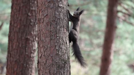 white-bellied eurasian gray squirrel climbs on pine tree trunk - copy space