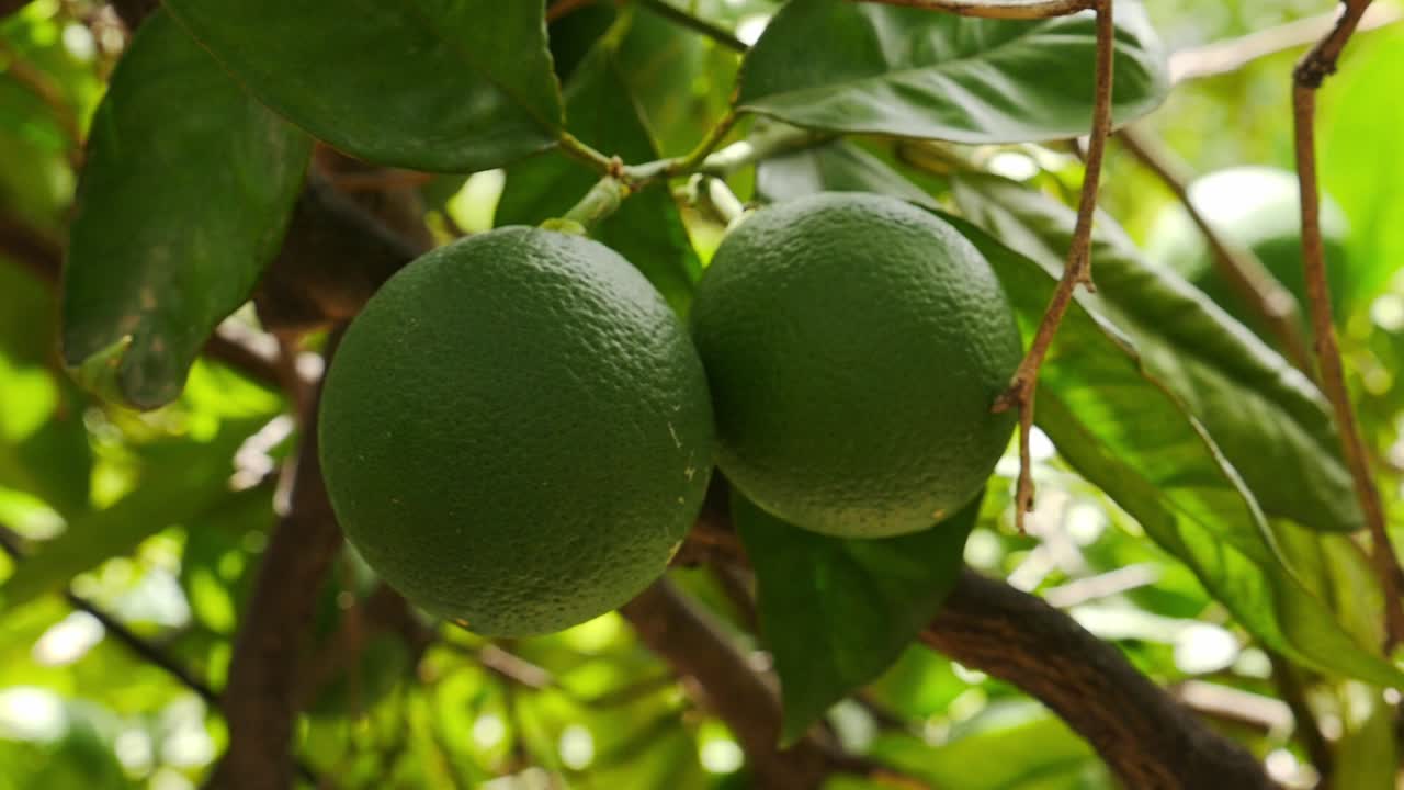 Laranjas verdes crescendo em um galho de árvore, destacando a textura da casca e o frescor natural de um pomar ensolarado