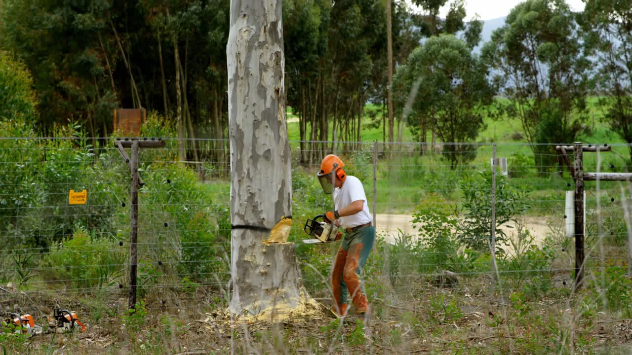 лесорубы вырубают дерево в лесу 4к