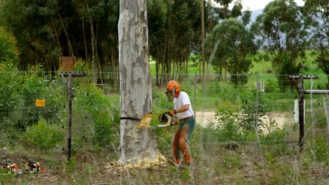 leñadores cortando árboles en el bosque 4k