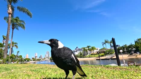 a magpie explores a grassy area