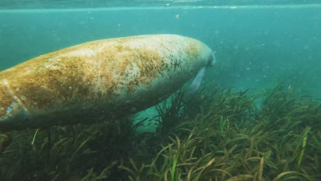 4k-Uhd-Cámara-Lenta-Bajo-El-Agua-De-Un-Manatí-Nadando-En-Las-Aguas-Claras-Del-Río-Weeki-Wachee-Springs-Y-Silver-Springs-En-Crystal-River-En-Florida,-Estados-Unidos,-Comiendo-Repollo-Y-Verduras