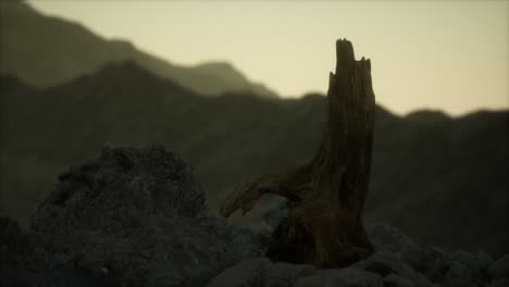 dead pine tree at granite rock at sunset