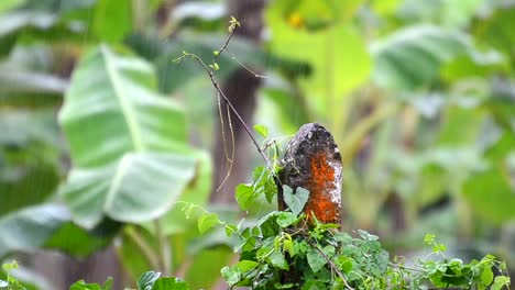 Green-season-in-Costa-Rica-captured-in-full-HD-with-bokeh-background