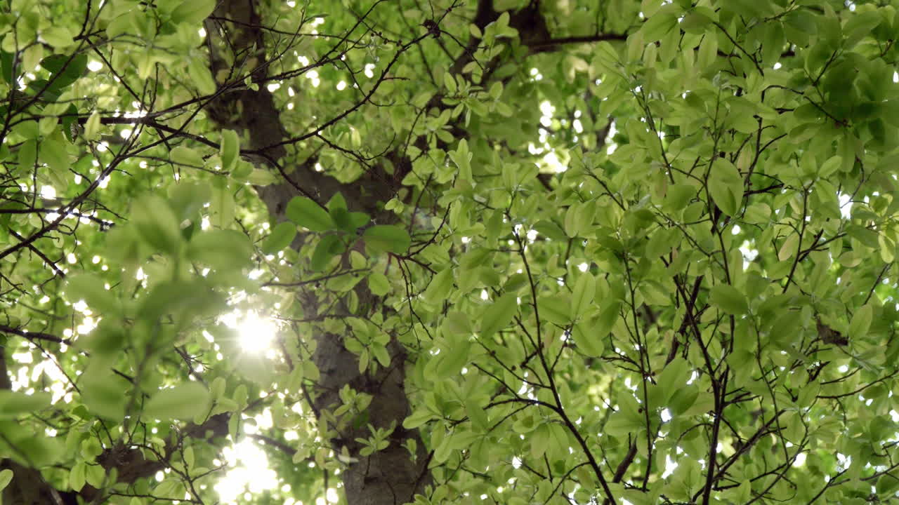 Sunlight Through Green Tree Leaves
