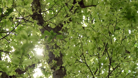 sunlight through green tree leaves