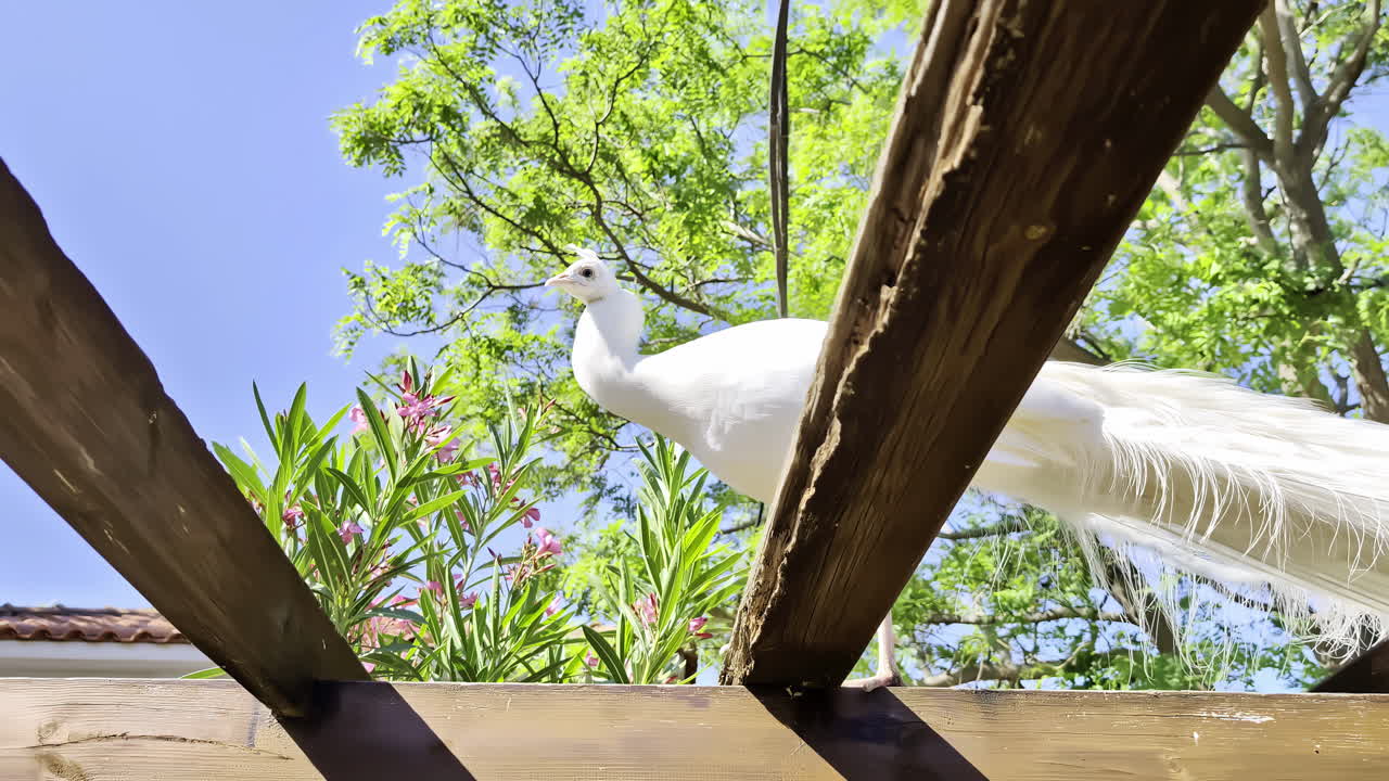 White peacock perched on wooden beams with lush greenery and bright blue sky overhead