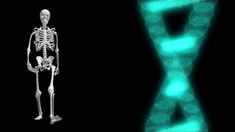 skeleton and dna representation