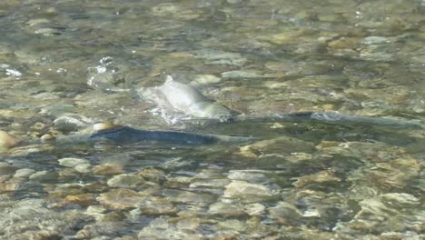 two male chum salmon fighting for spawning grounds in a shallow stream in british columbia, canada