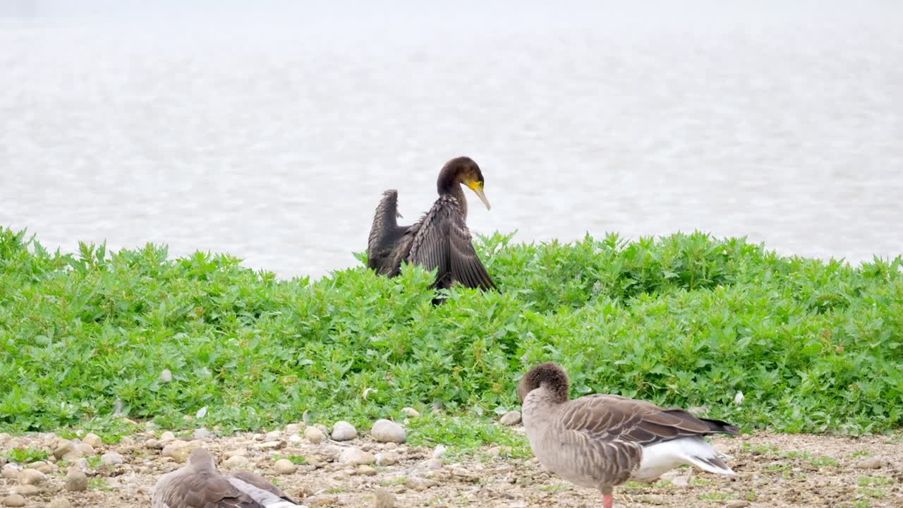 Large Cormorant sitting on her nest and flexing her wings, with a white face and yellow and grey bill