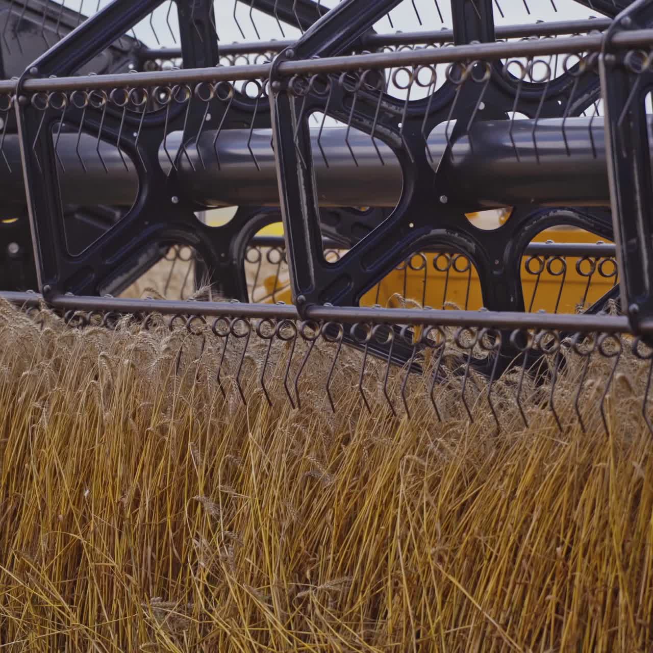 Combine harvests wheat