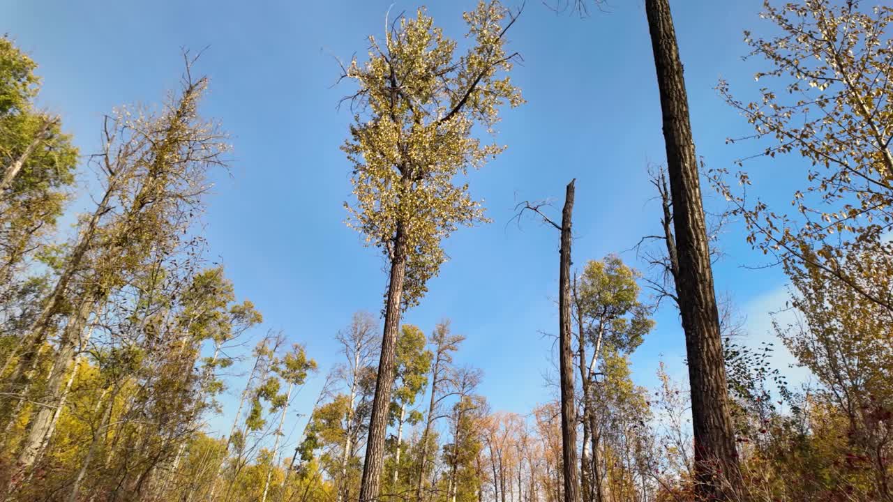 голубое небо с осенними деревьями