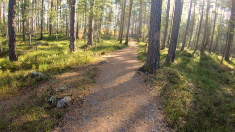 walking in the forest a beautiful day in a colorful landscape in october leading up to a rest area with a small shelter, time-lapse