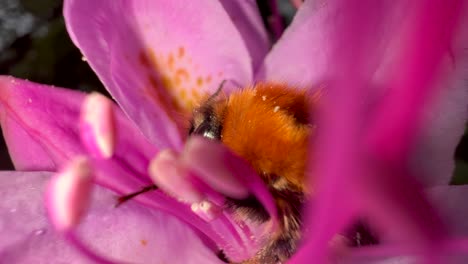 Bumblebee-inside-Violet-Rhododendron-Flower-Bloom-Zoom-out-macro