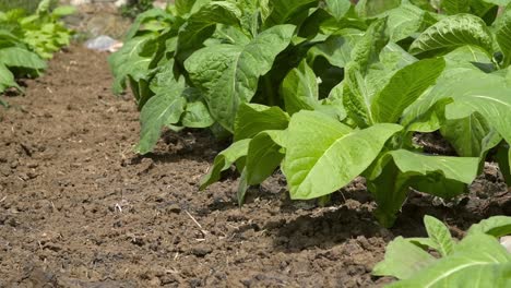 close-up of tobacco plants