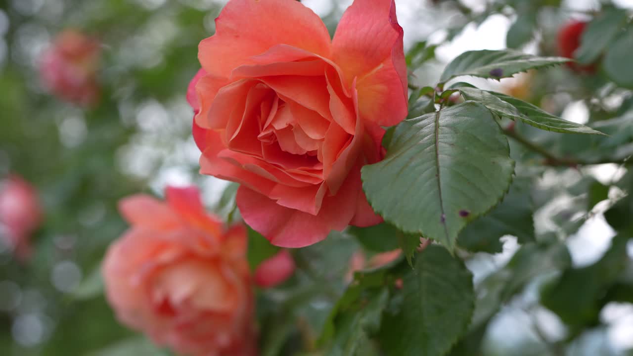 Roses gently swaying in the wind