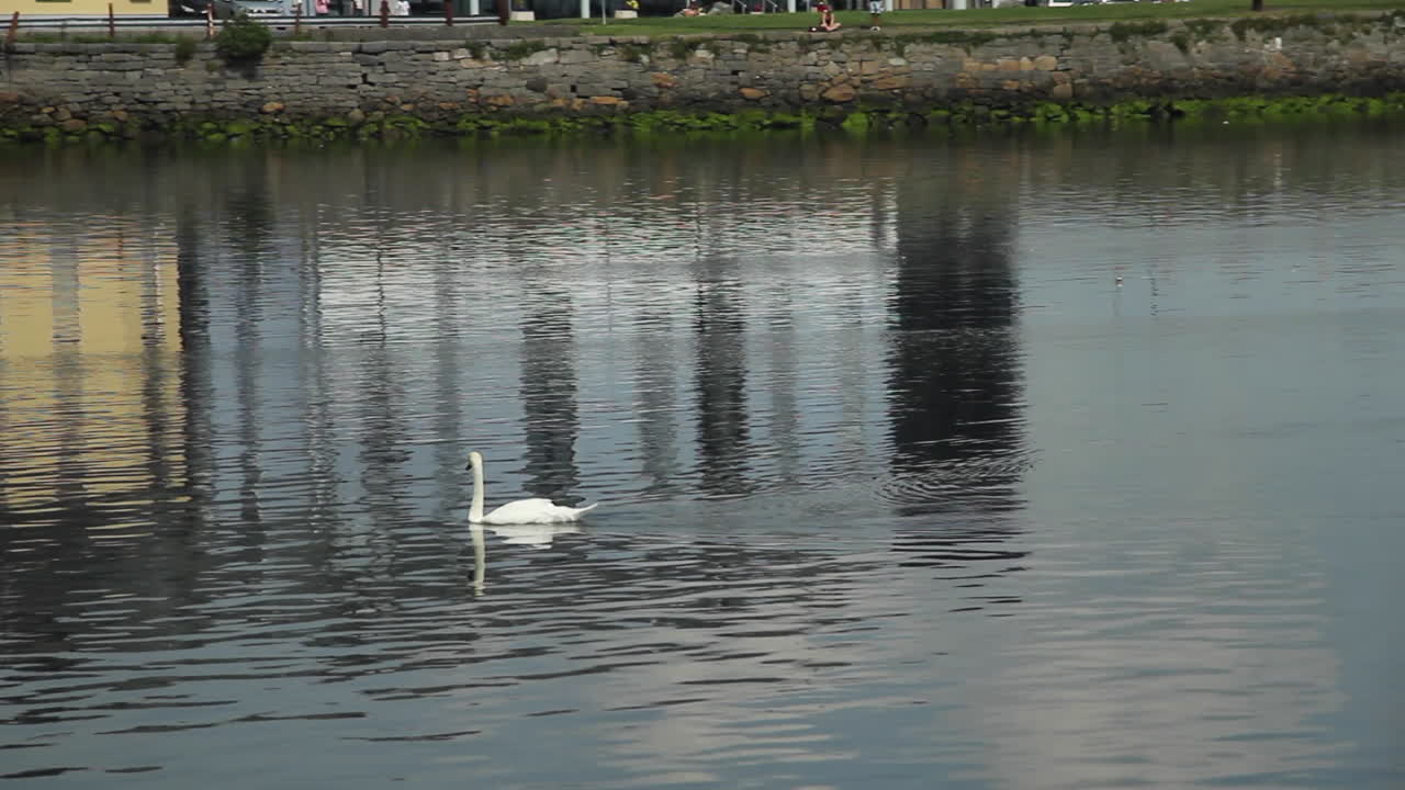cisne blanco nadando en agua de mar durante la marea baja