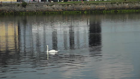 Weißer-Schwan-Schwimmt-Bei-Ebbe-Im-Meerwasser