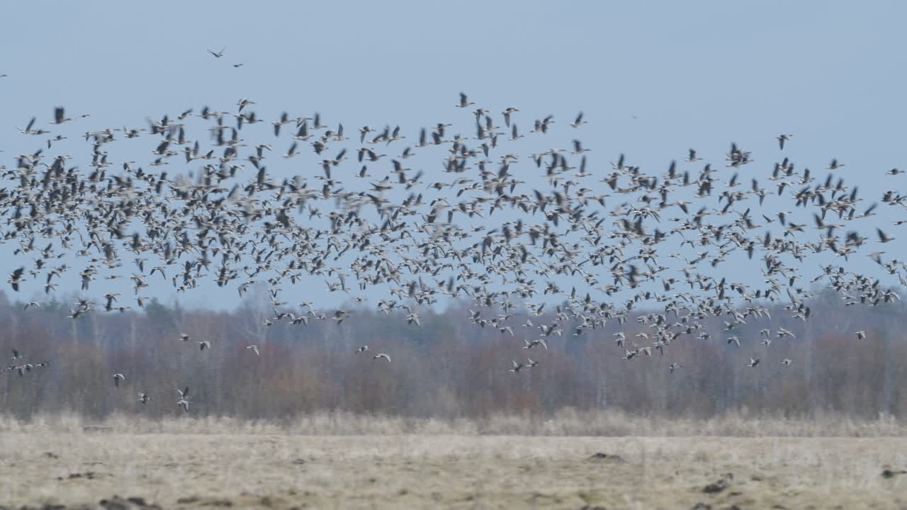 이른 아침 황혼에 봄철 이동하는 동안 기러기들이 들판에서 먹이를 주고 날아다닌다