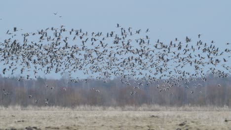 rebaño de gansos durante la migración de primavera a primera hora de la mañana al anochecer alimentándose y volando en el campo