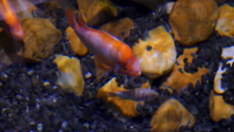 orange fish in aquarium