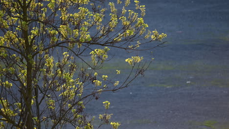 leaf-backlit-on-the-tree-in-sunrise