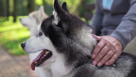 pet owner with his dogs