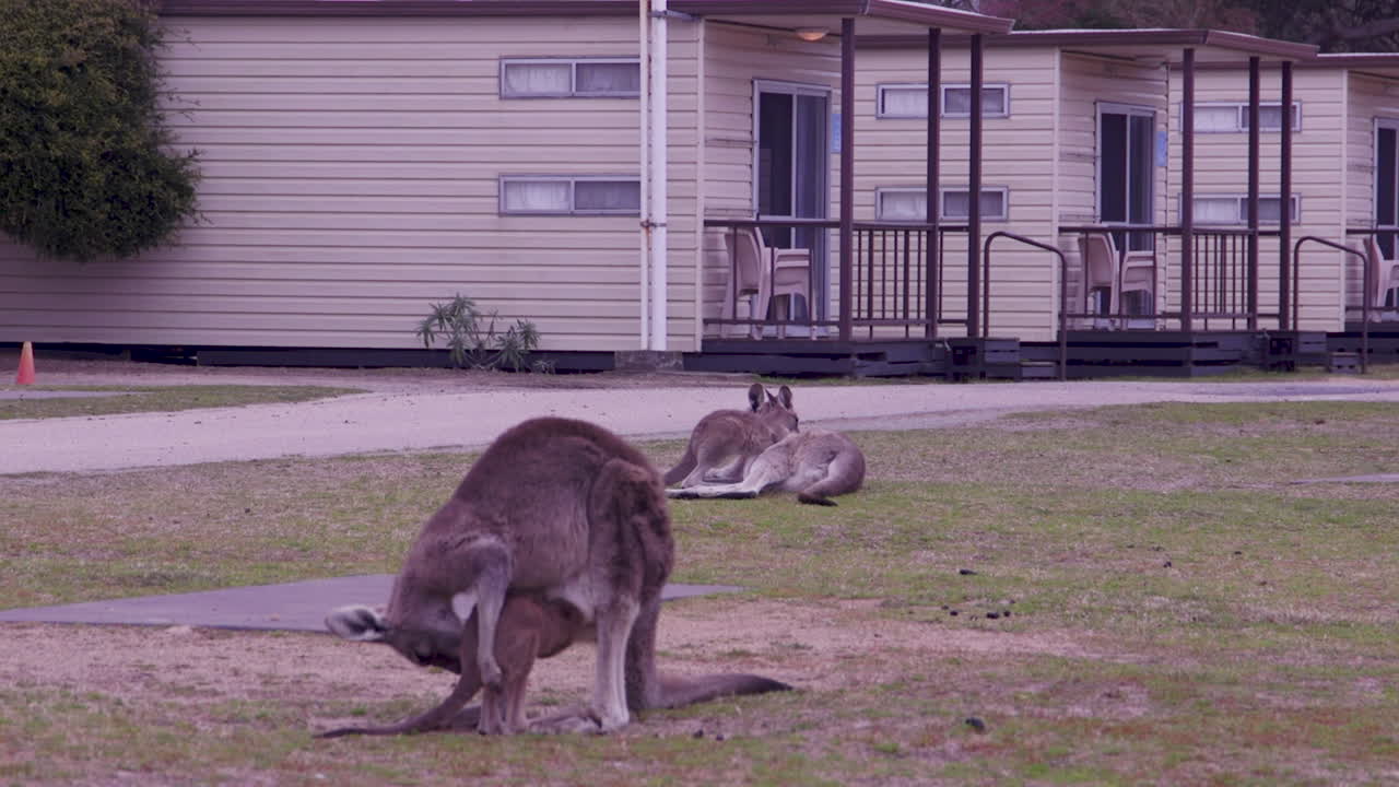 A mother kangaroo gently cleans her baby joey while relaxing in a caravan park. The sun shines brightly as they enjoy their peaceful surroundings, showcasing a tender moment in nature.