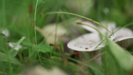 Bewegen-Von-Pilzen-Zu-Anderen-Pilzen-Auf-Dem-Grasbedeckten-Naturboden-Mit-Grünem-Und-Braunem-Hintergrund-In-Makro-Nahaufnahme-Perspektive