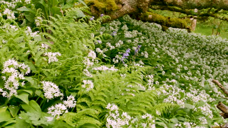 Springtime-scene-in-an-English-woodland-with-ferns,-Ramsons-and-Bluebells-covering-the-ground,-panning-shot