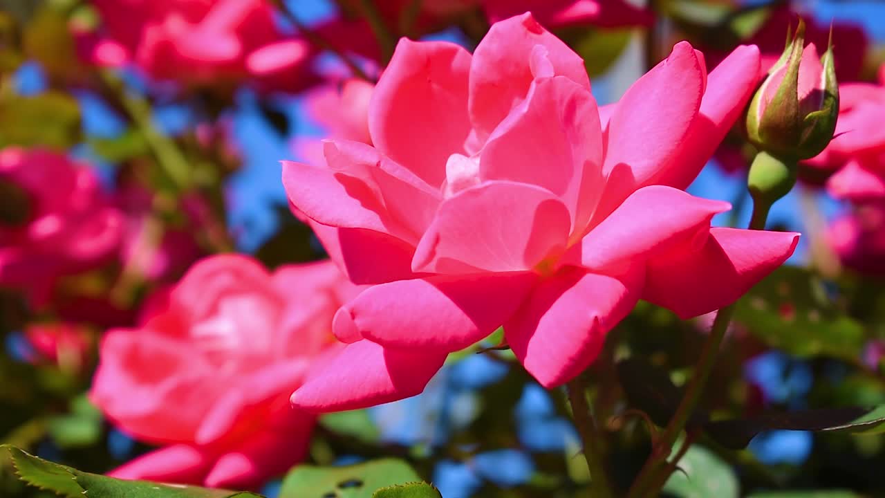 Rosas rojas o rosas en el jardín.