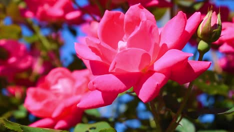 red or pink roses in the garden