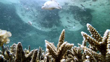 incredible view of hard finger corals during an underwater timelapse of a rockpool filled with life