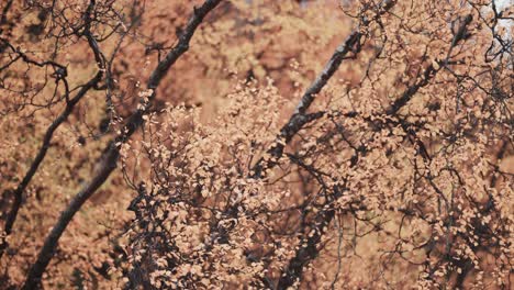 a close-up of colorful yellow leaves of the birch tree