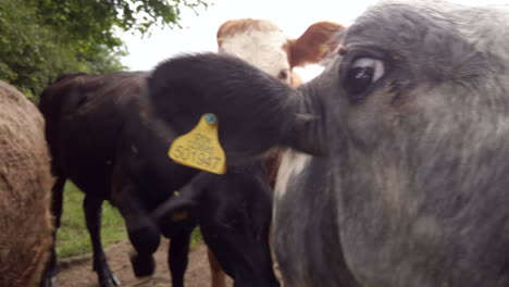 Right-to-Left-Extreme-Close-Up-of-Dairy-Cows-Peering-Through-Gaps-in-a-Wooden-Fence-in-Slow-Motion