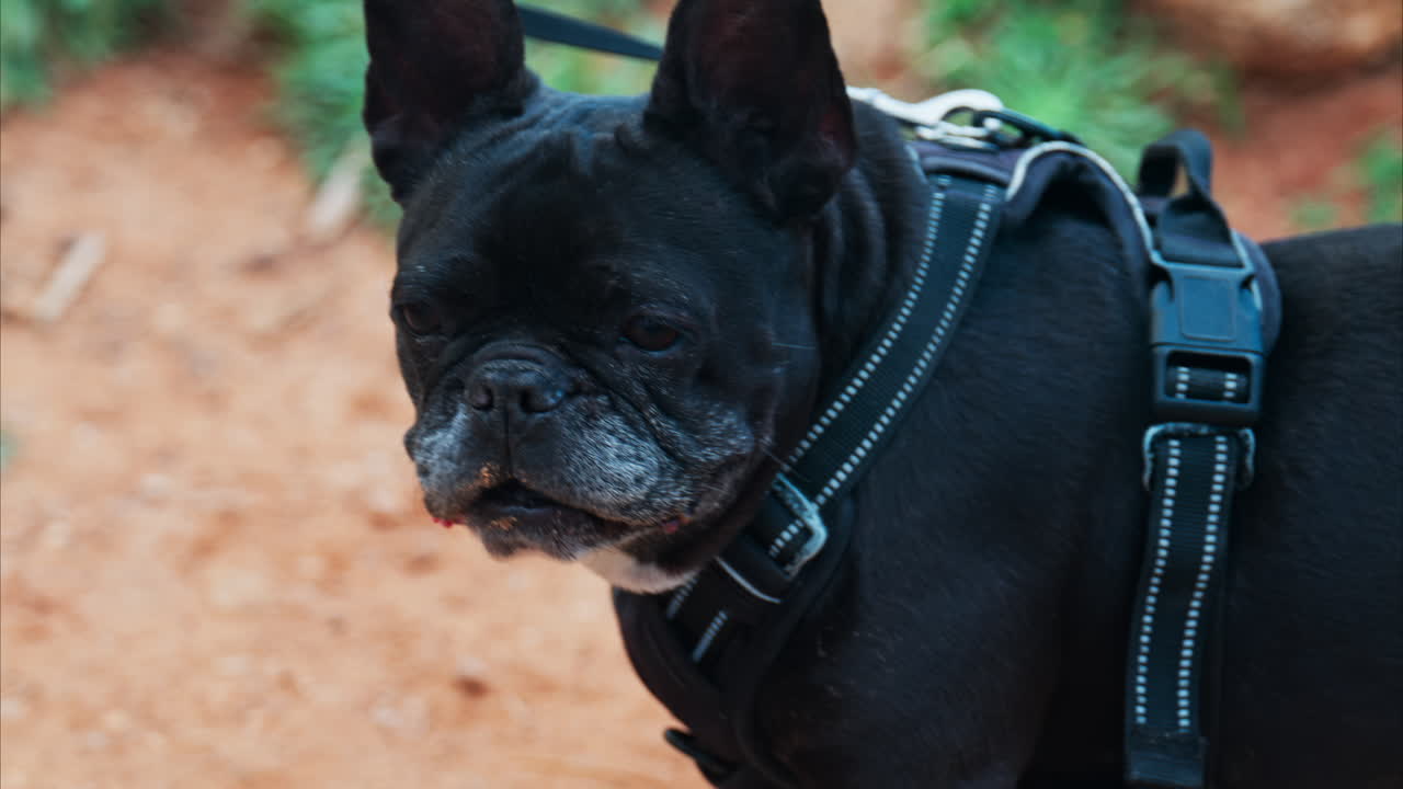 Close up of a black French Bulldog resting on a pathway