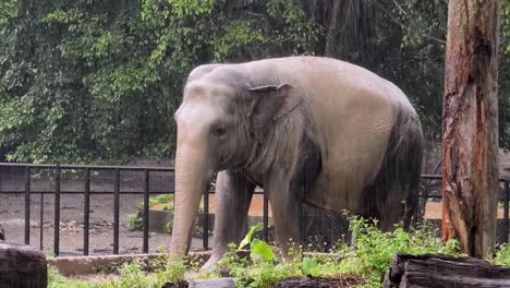 elephant in the rain at the zoo