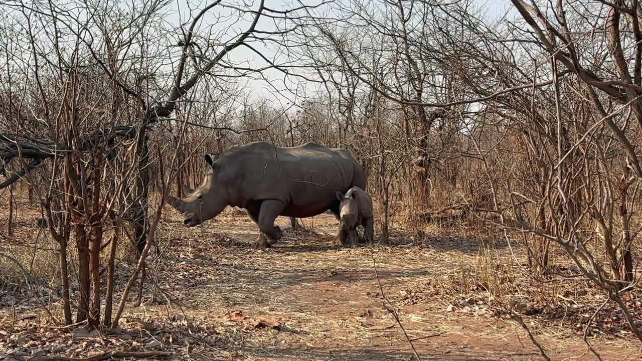 Rinoceronte bianco meridionale (Ceratotherium simum simum) con il suo cucciolo nel parco nazionale di Mosi-oa-Tunya durante la stagione secca. Zambia
