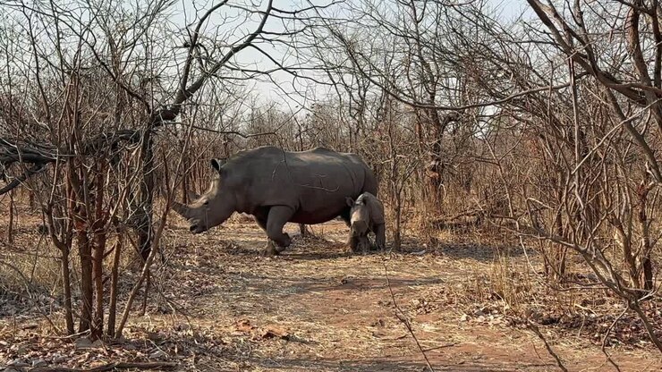 Rinoceronte bianco meridionale (Ceratotherium simum simum) con il suo cucciolo nel parco nazionale di Mosi-oa-Tunya durante la stagione secca. Zambia