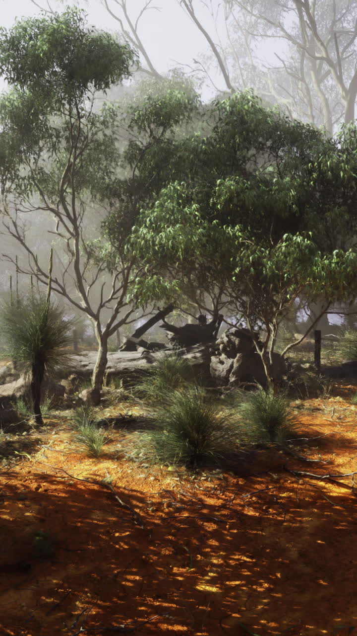 Eucalyptus trees in a vibrant landscape with sunlight through fog