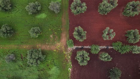 Aerial-top-down-view-of-olive-tree-plantation-on-farmland,-background-pattern