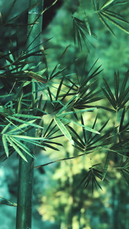 primer plano de las exuberantes hojas de bambú verde