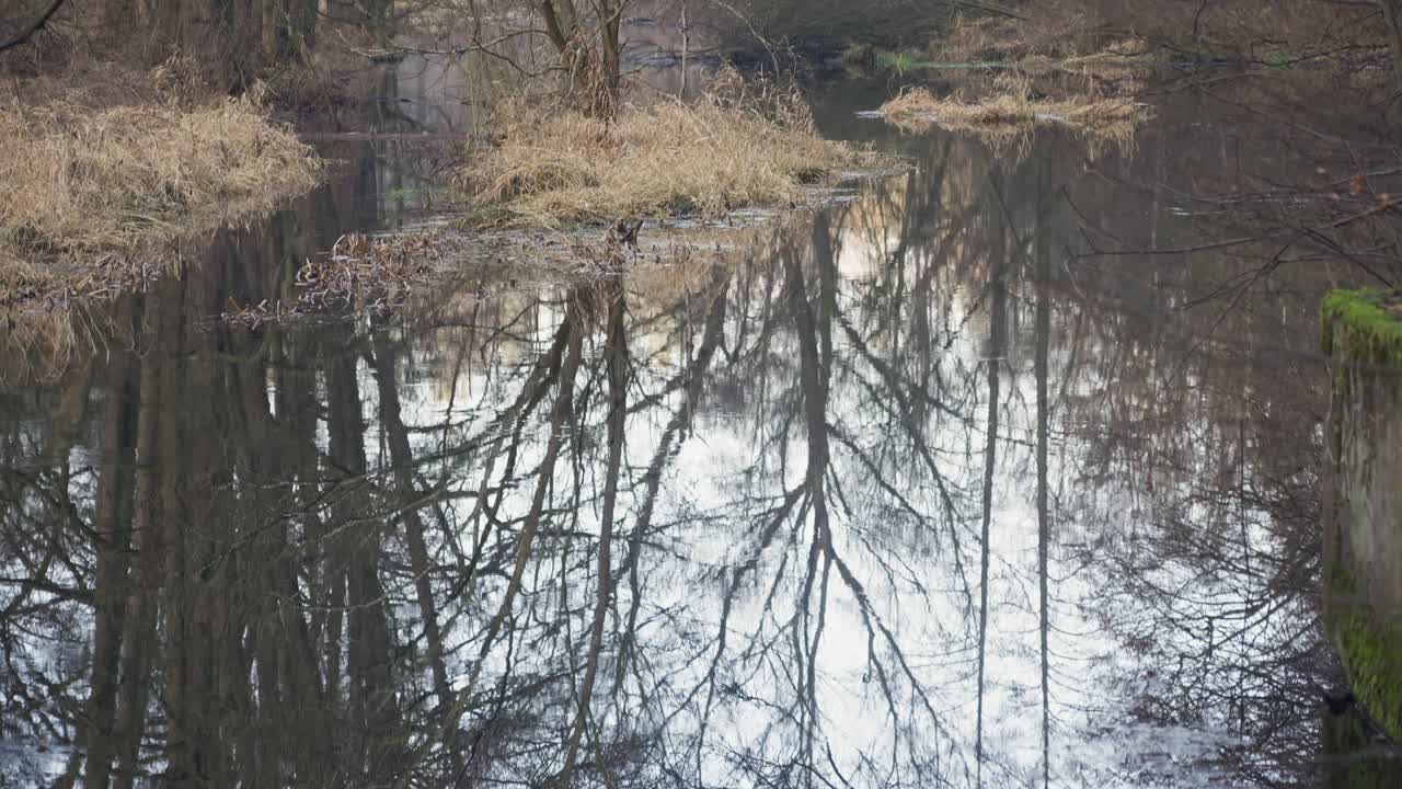 Pan down-opname toont reflecties van een boomtak in het water in een sombere bosrivier