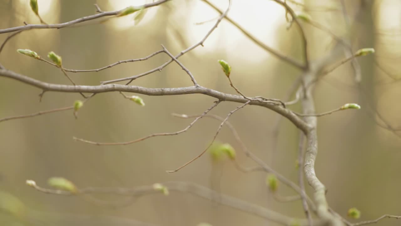 Offspring Buds On Tree Twigs - selective focus